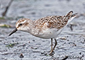 Calidris pusilla